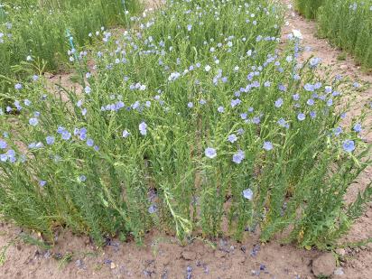 Click for 1 image(s) for this accession.